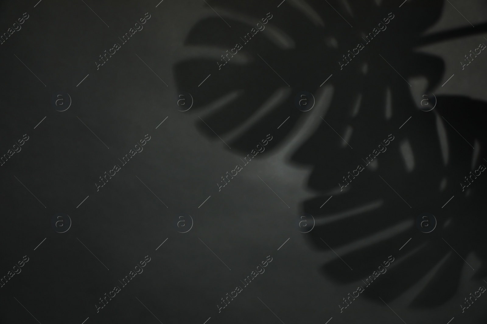 Photo of Shadow of monstera leaves on dark background, space for text