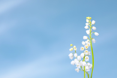 Photo of Beautiful lily of the valley flowers against blue sky, closeup. Space for text