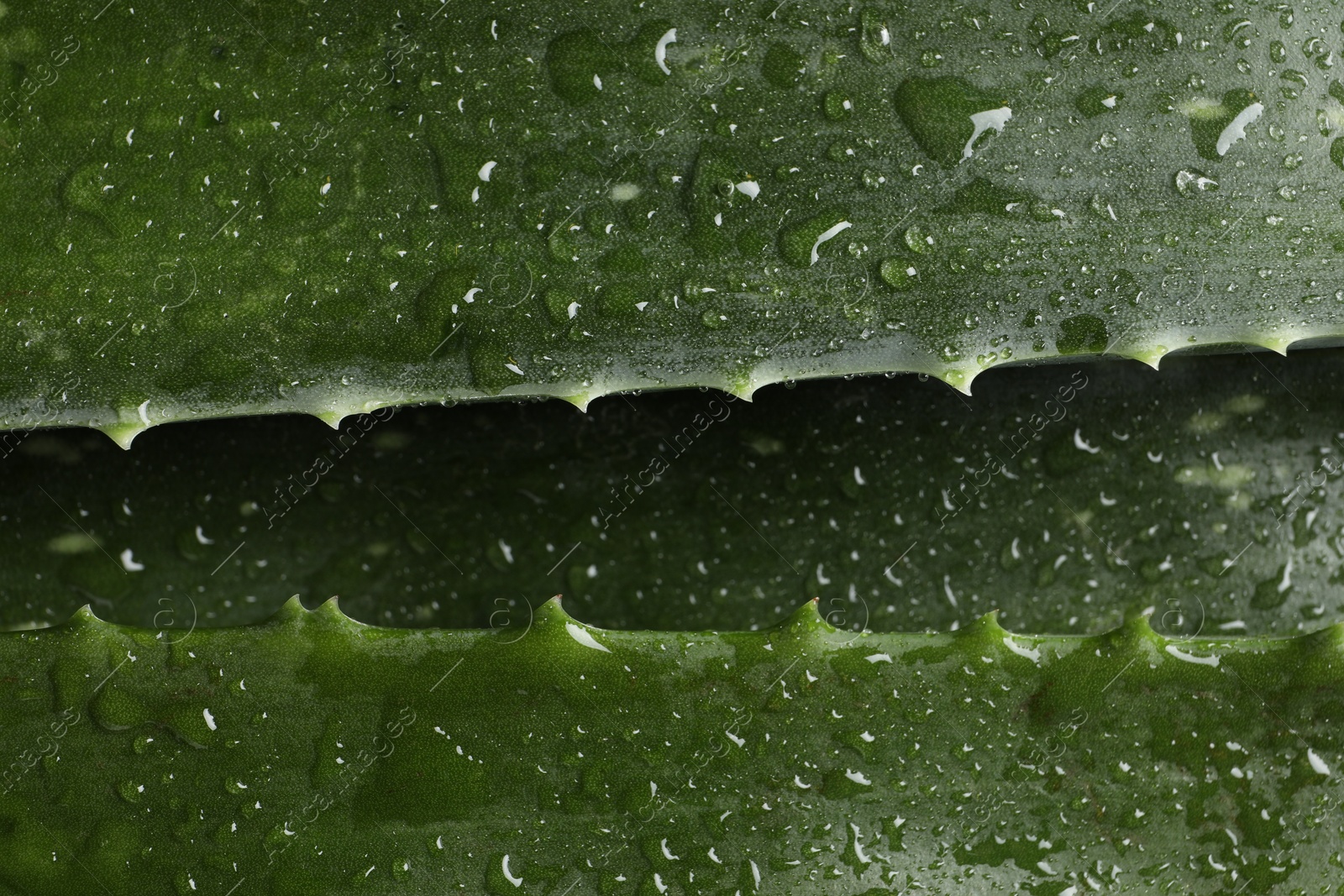 Photo of Fresh aloe vera leaves with water drops as background, top view