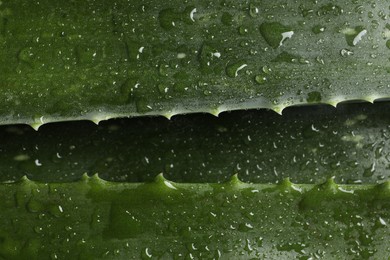 Fresh aloe vera leaves with water drops as background, top view