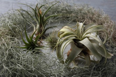 Photo of Different tillandsia plants on table, closeup. House decor