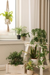 Cozy room interior with different beautiful houseplants near window