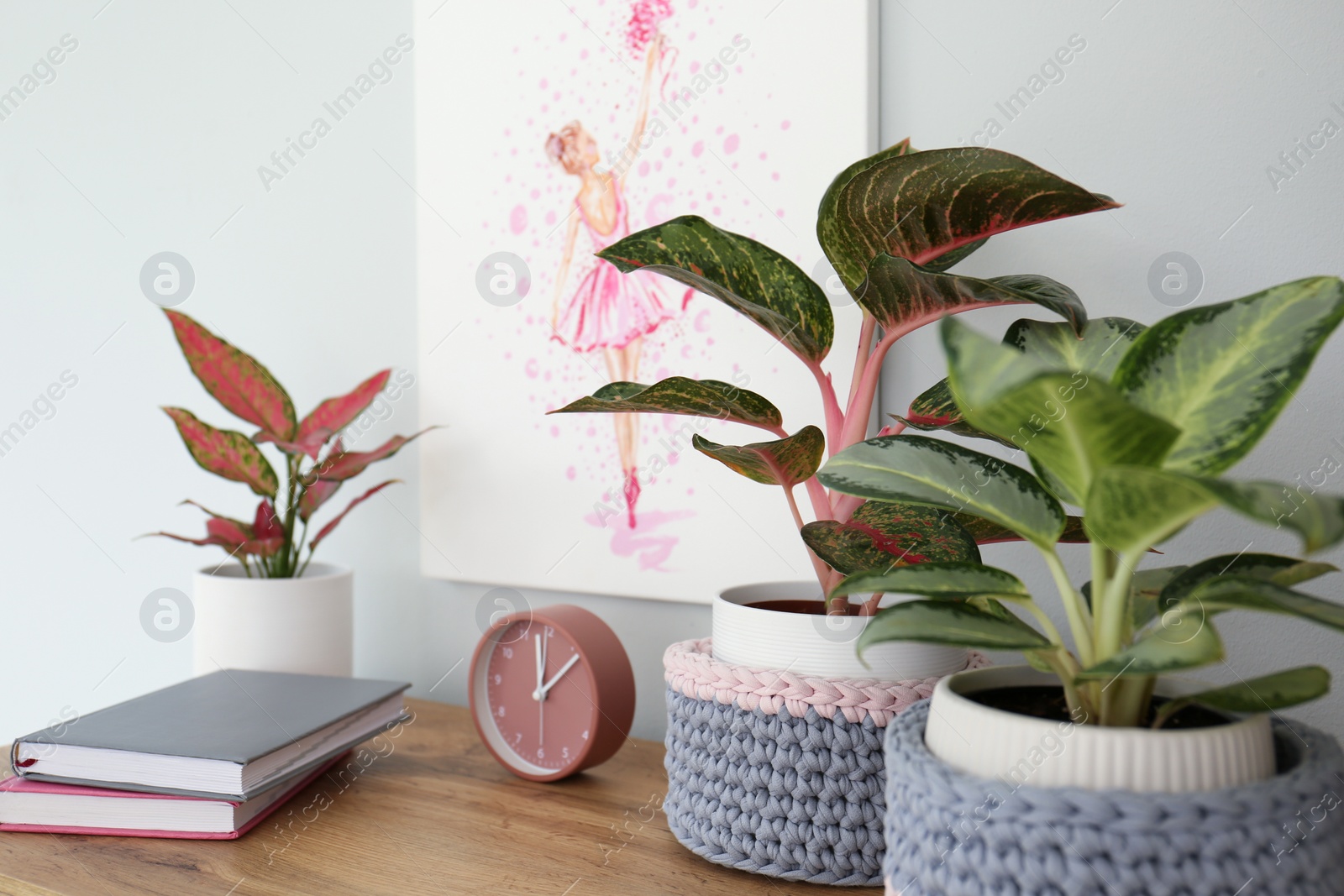 Photo of Different exotic houseplants on table in room