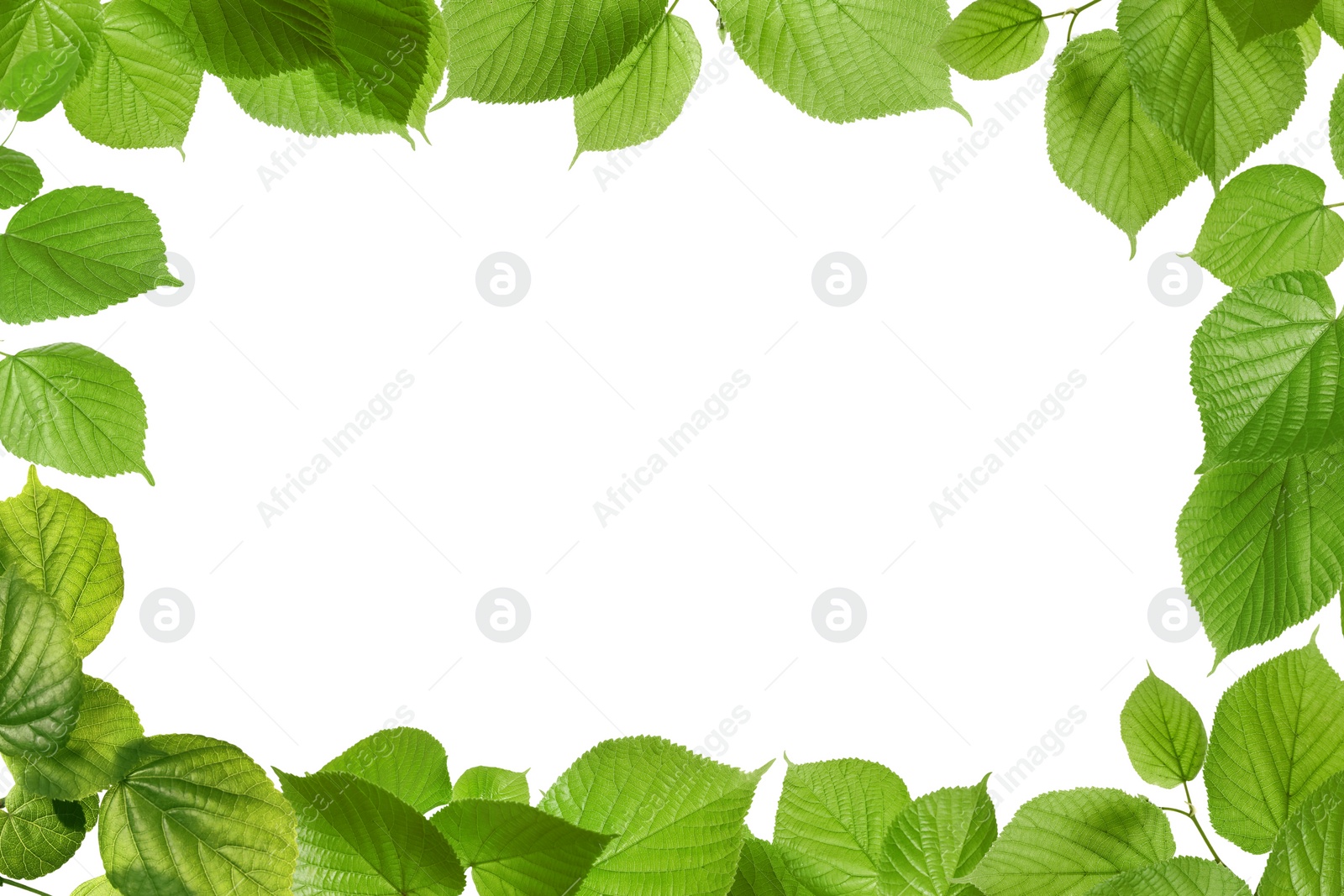 Image of Frame of beautiful vibrant green leaves on white background