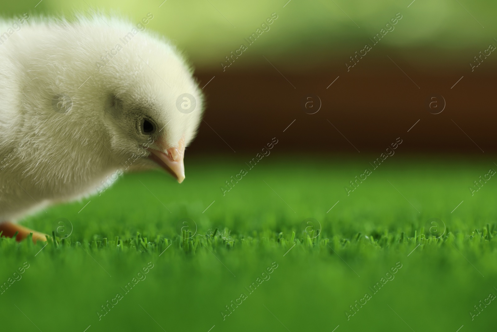 Photo of Cute chick on green artificial grass outdoors, closeup with space for text. Baby animal