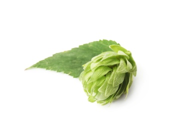 Photo of Fresh green hop on white background. Beer production