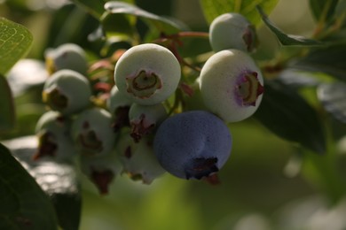 Wild blueberries growing outdoors, closeup. Seasonal berries