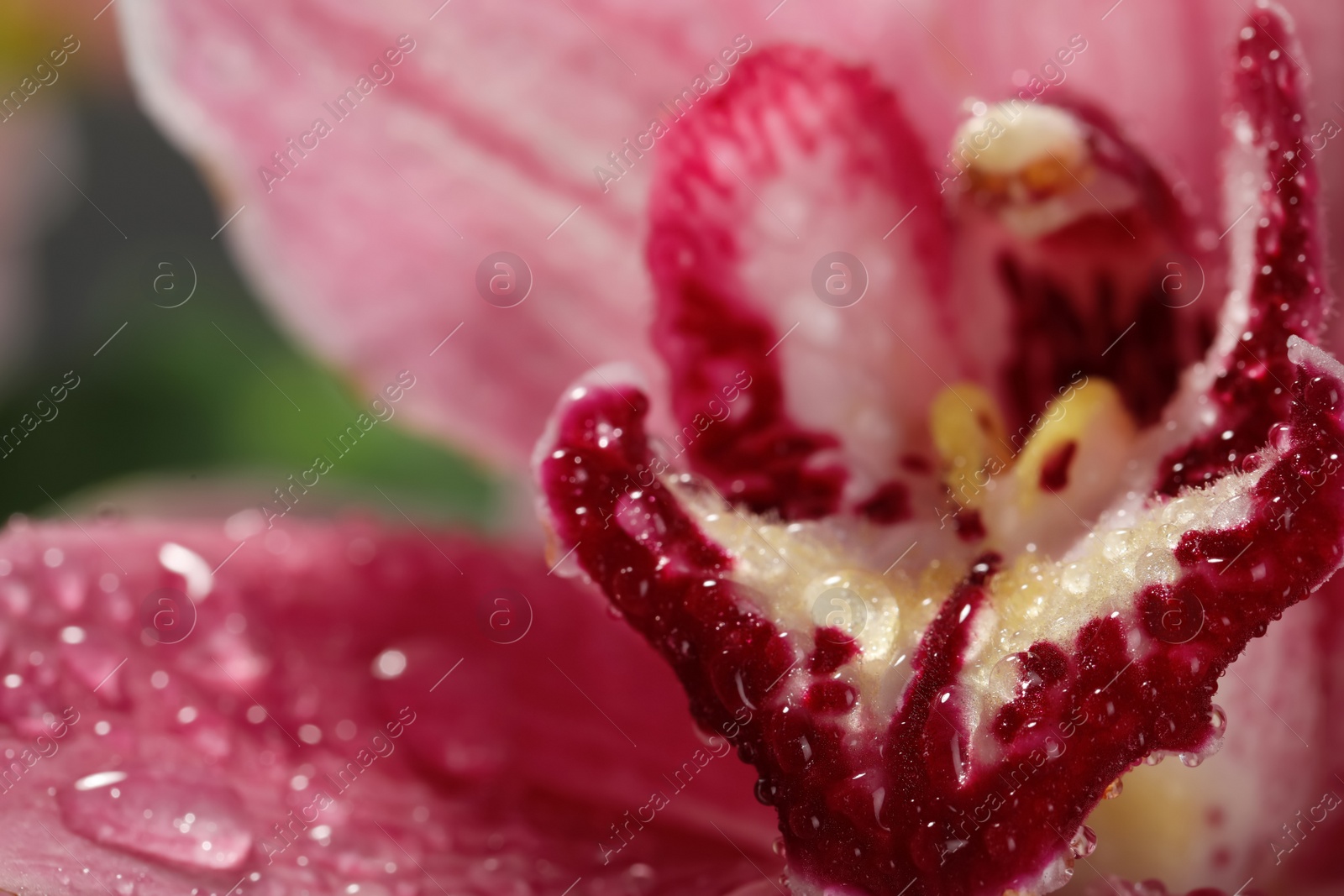 Photo of Closeup view of beautiful blooming flower with dew drops