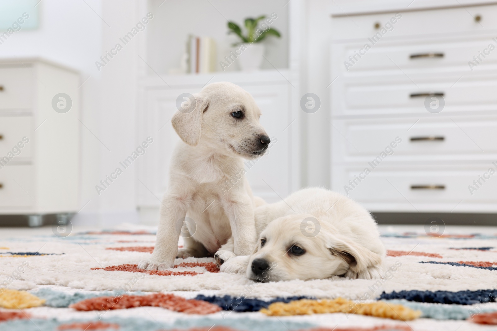 Photo of Cute little puppies on carpet at home. Adorable pets