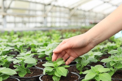 Photo of Woman taking care of seedlings in greenhouse, closeup