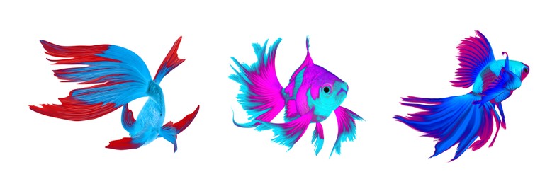 Image of Beautiful colorful betta fish on white background, collage. Banner design