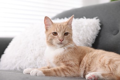Photo of Cute ginger cat lying on sofa at home
