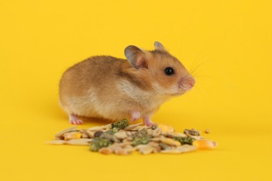 Cute little hamster eating on yellow background