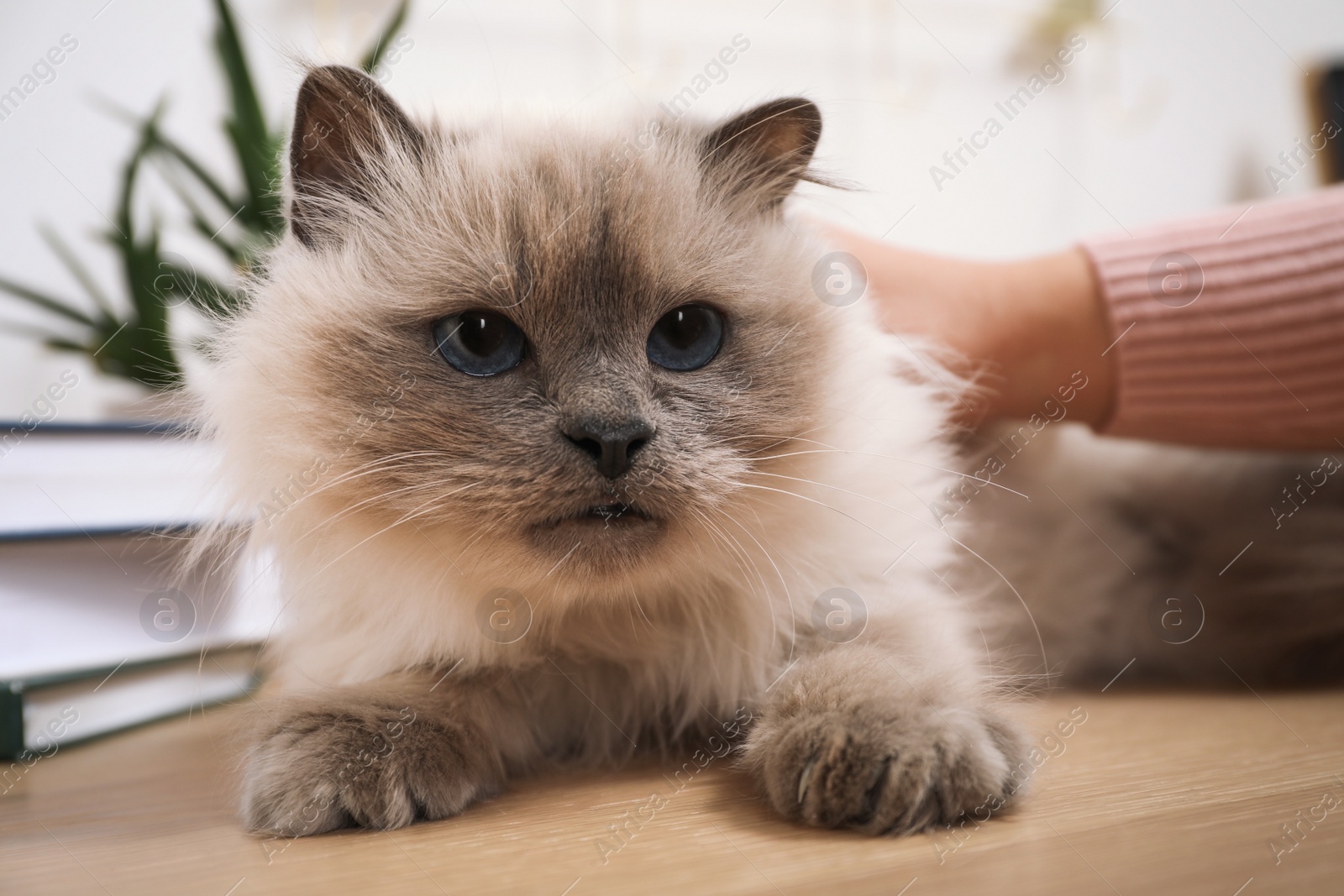 Photo of Woman petting beautiful birman cat at wooden table indoors, closeup