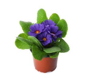 Photo of Beautiful primula (primrose) plant with purple flowers isolated on white. Spring blossom