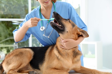 Doctor cleaning dog's teeth with toothbrush indoors. Pet care