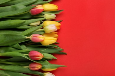 Beautiful tulips on red background, flat lay. Space for text
