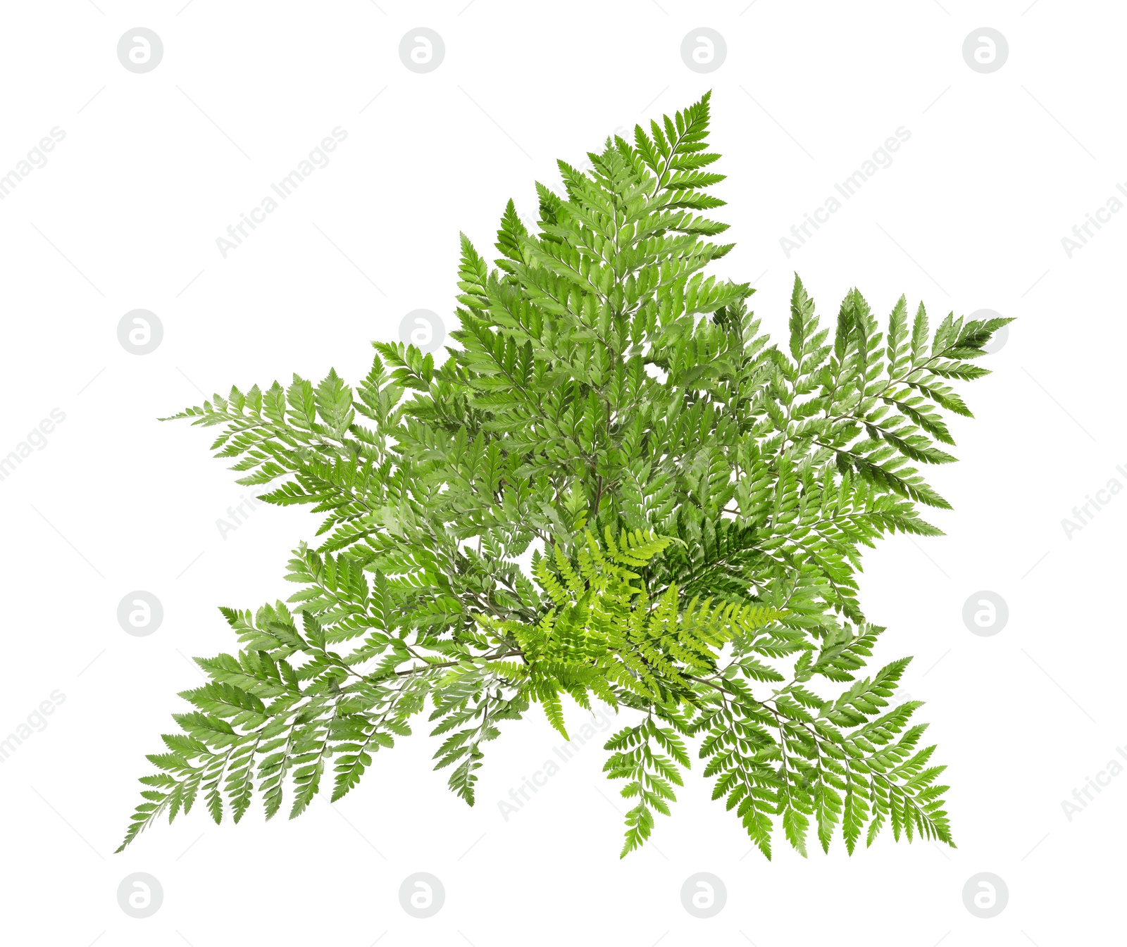 Image of Beautiful tropical fern leaves on white background