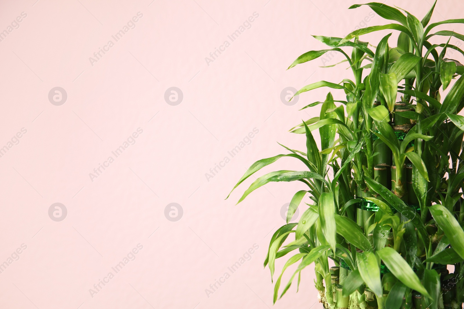 Photo of Bamboo plant with green leaves on color background. Space for text