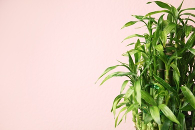 Photo of Bamboo plant with green leaves on color background. Space for text