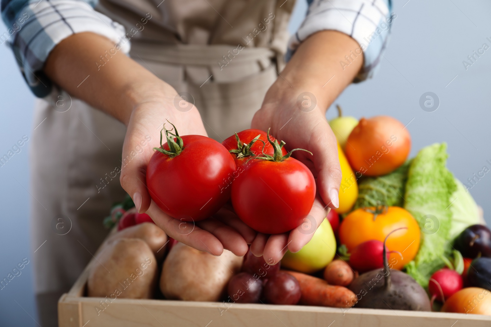 Photo of Farmer holding fresh ripe tomatoes on blue background, closeup. Harvesting time