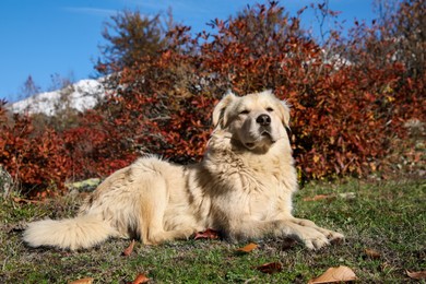 Adorable dog in mountains on sunny day