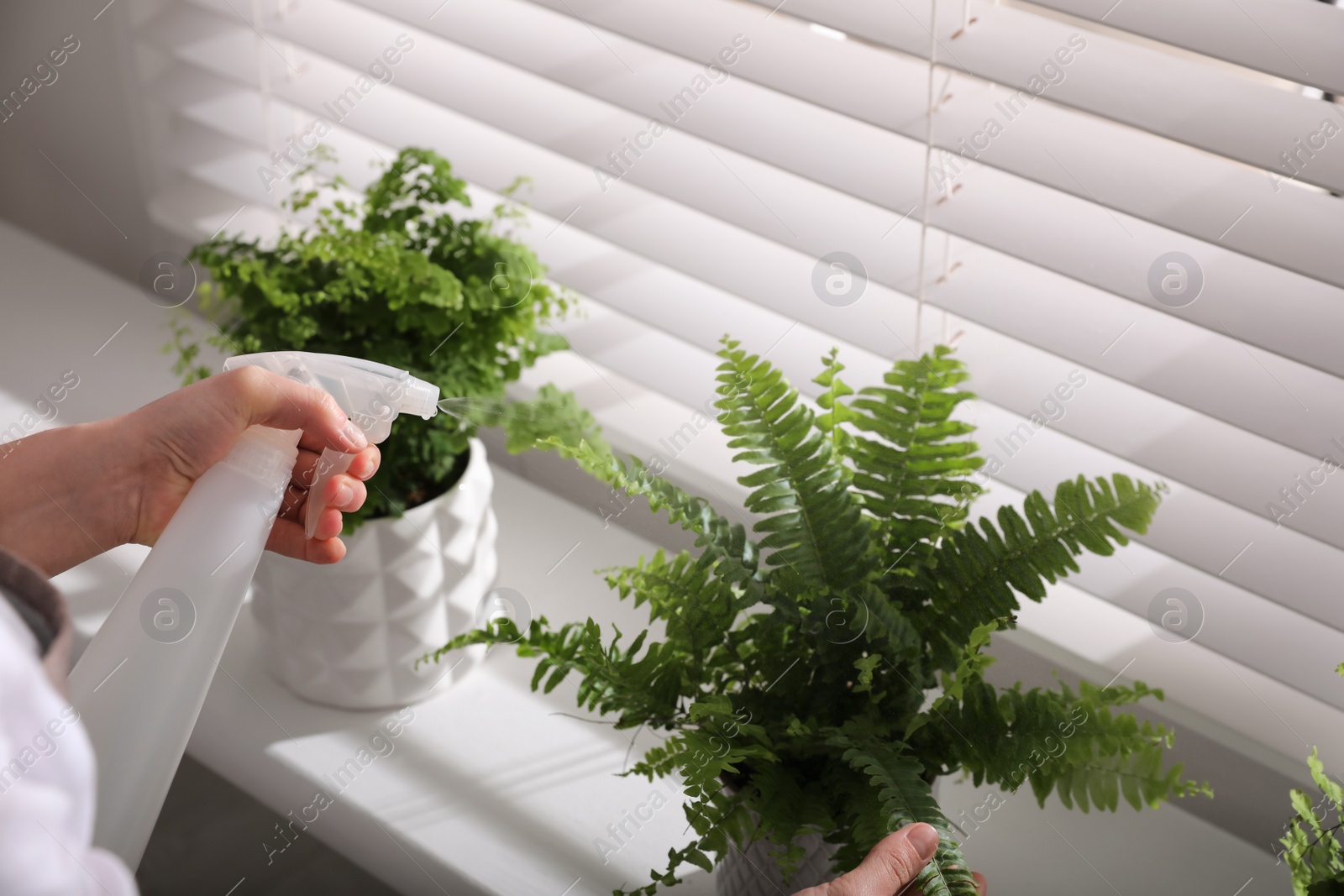 Photo of Woman spraying fern on window sill indoors, closeup