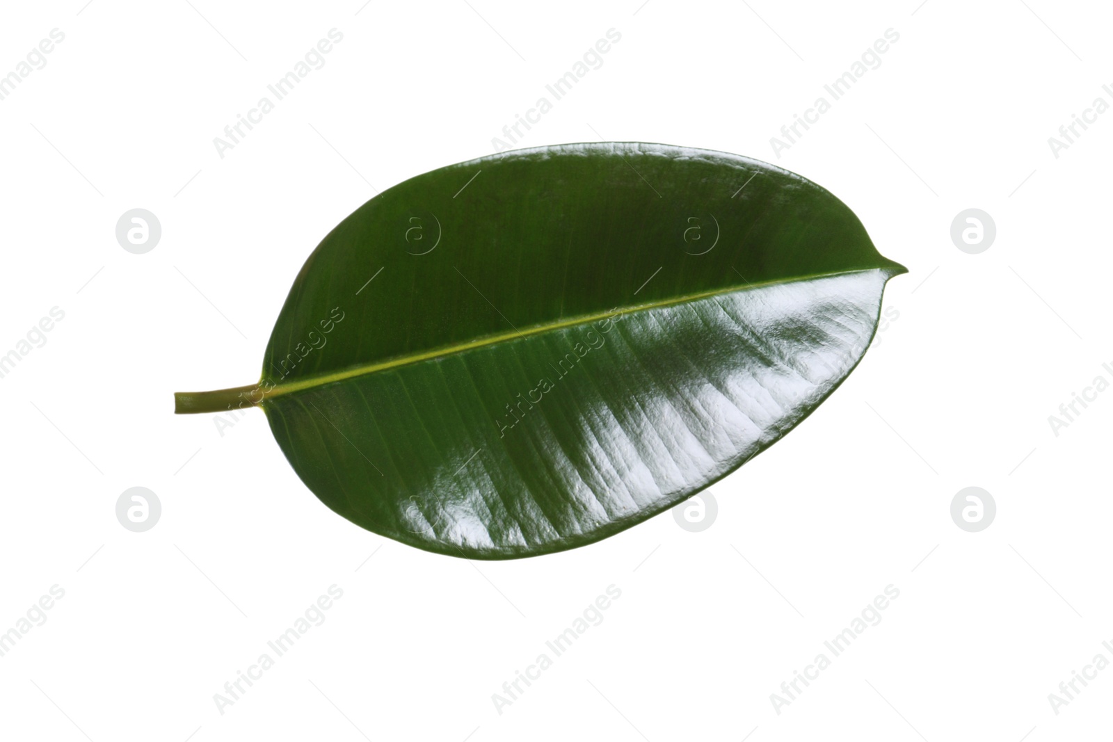 Photo of Fresh green leaf of Ficus elastica plant isolated on white