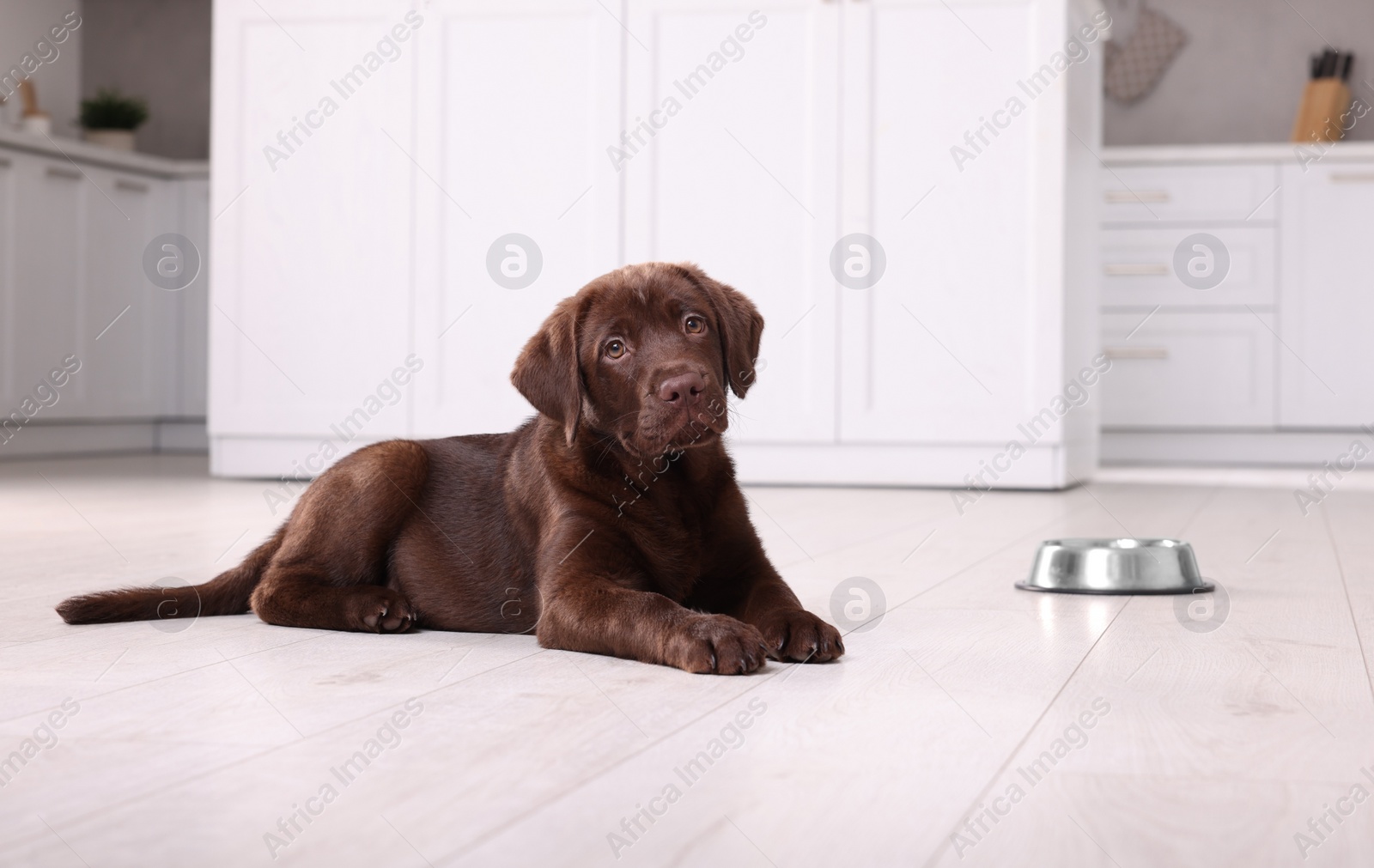 Photo of Cute chocolate Labrador Retriever puppy near feeding bowl on floor indoors. Lovely pet