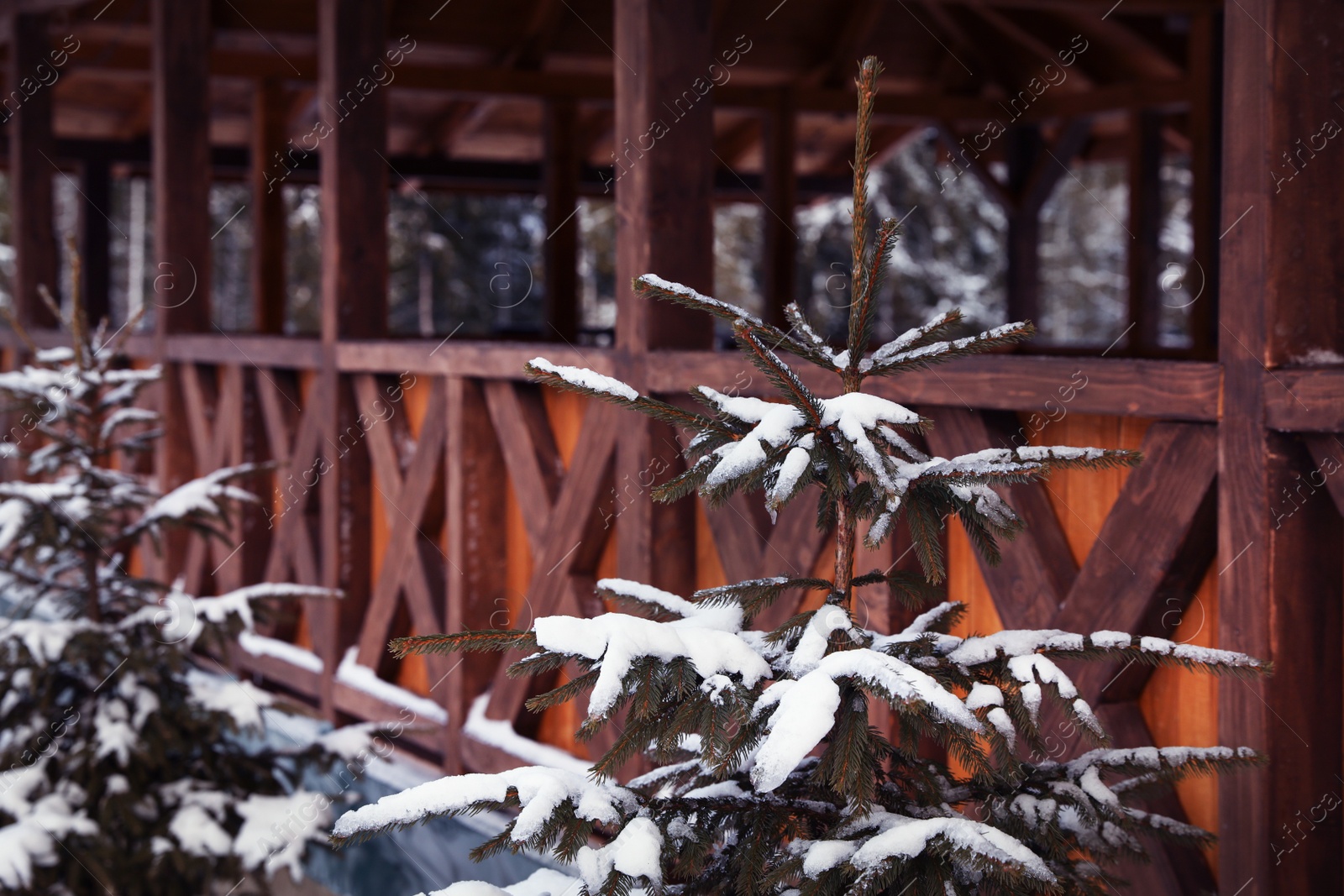 Photo of Fir tree covered with snow near wooden terrace on winter day