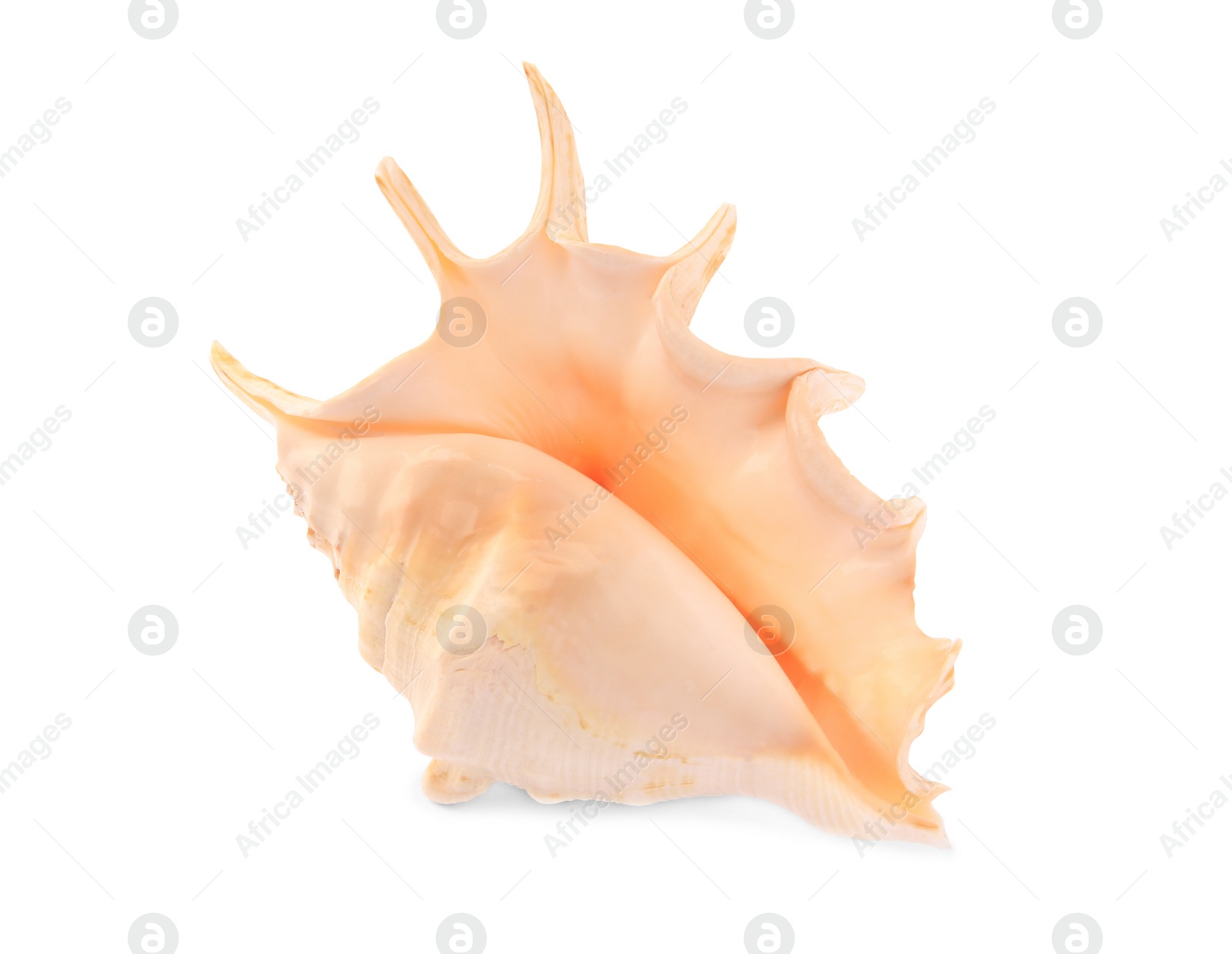 Photo of Beautiful seashell isolated on white. Beach object