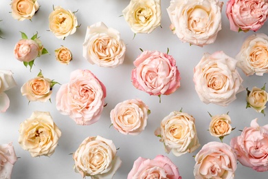 Photo of Flat lay composition with beautiful roses on white background