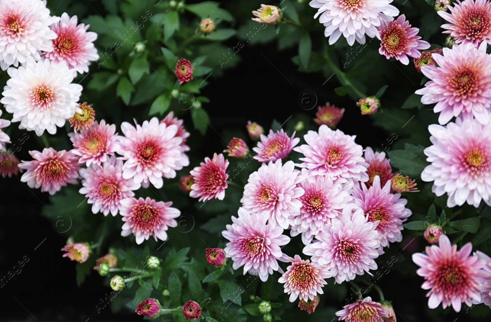 Photo of Beautiful blooming chrysanthemum flowers as background, closeup