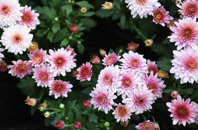 Beautiful blooming chrysanthemum flowers as background, closeup