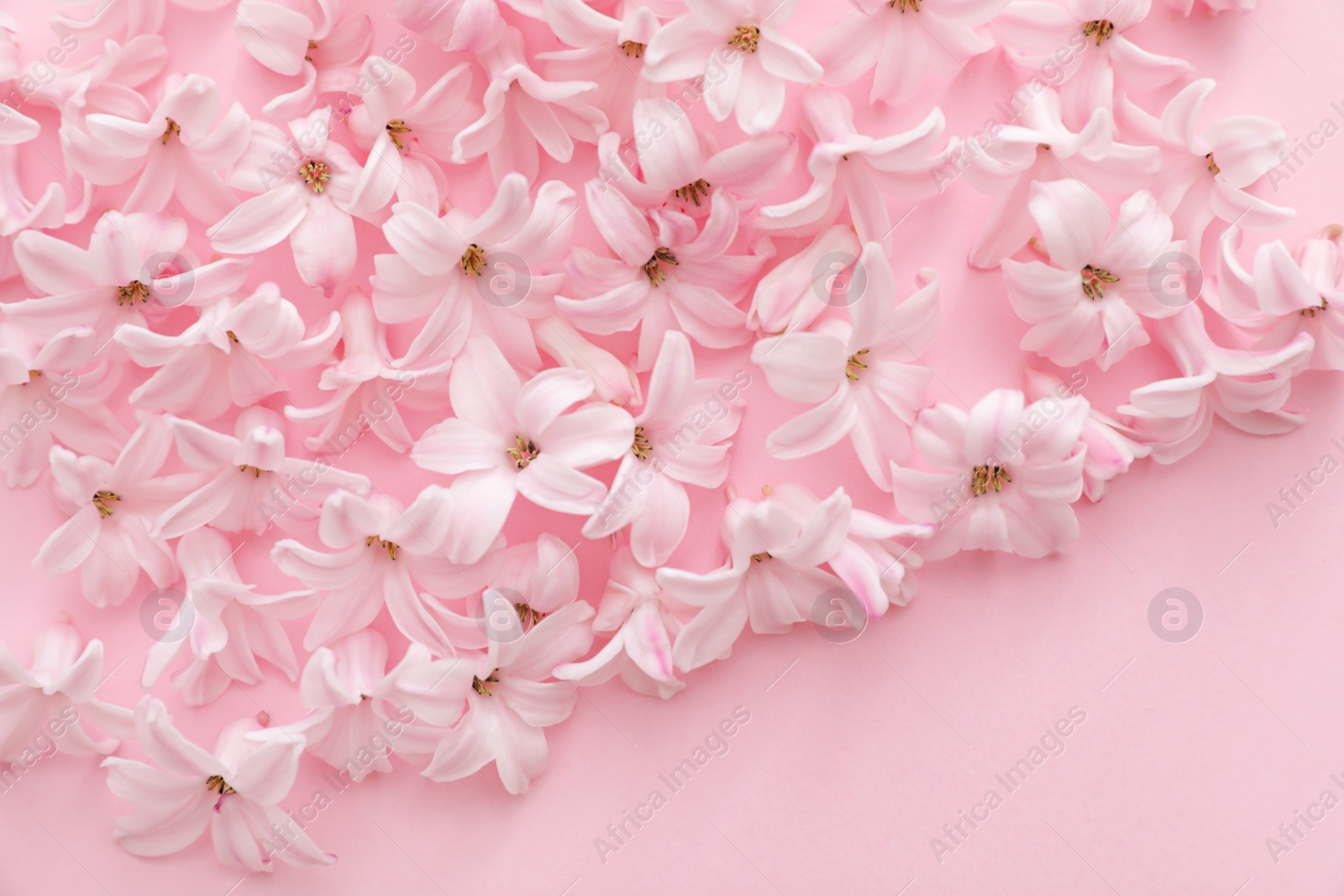 Photo of Pile of spring hyacinth flowers on color background, closeup