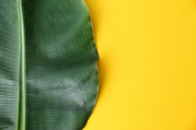 Photo of Fresh green banana leaf on color background, top view with space for text. Tropical foliage