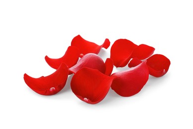 Fresh red rose petals on white background