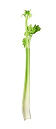 Fresh stalk of celery isolated on white