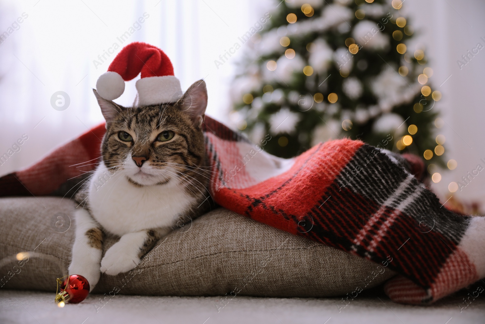 Photo of Cute cat wearing Santa hat covered with plaid in room decorated for Christmas