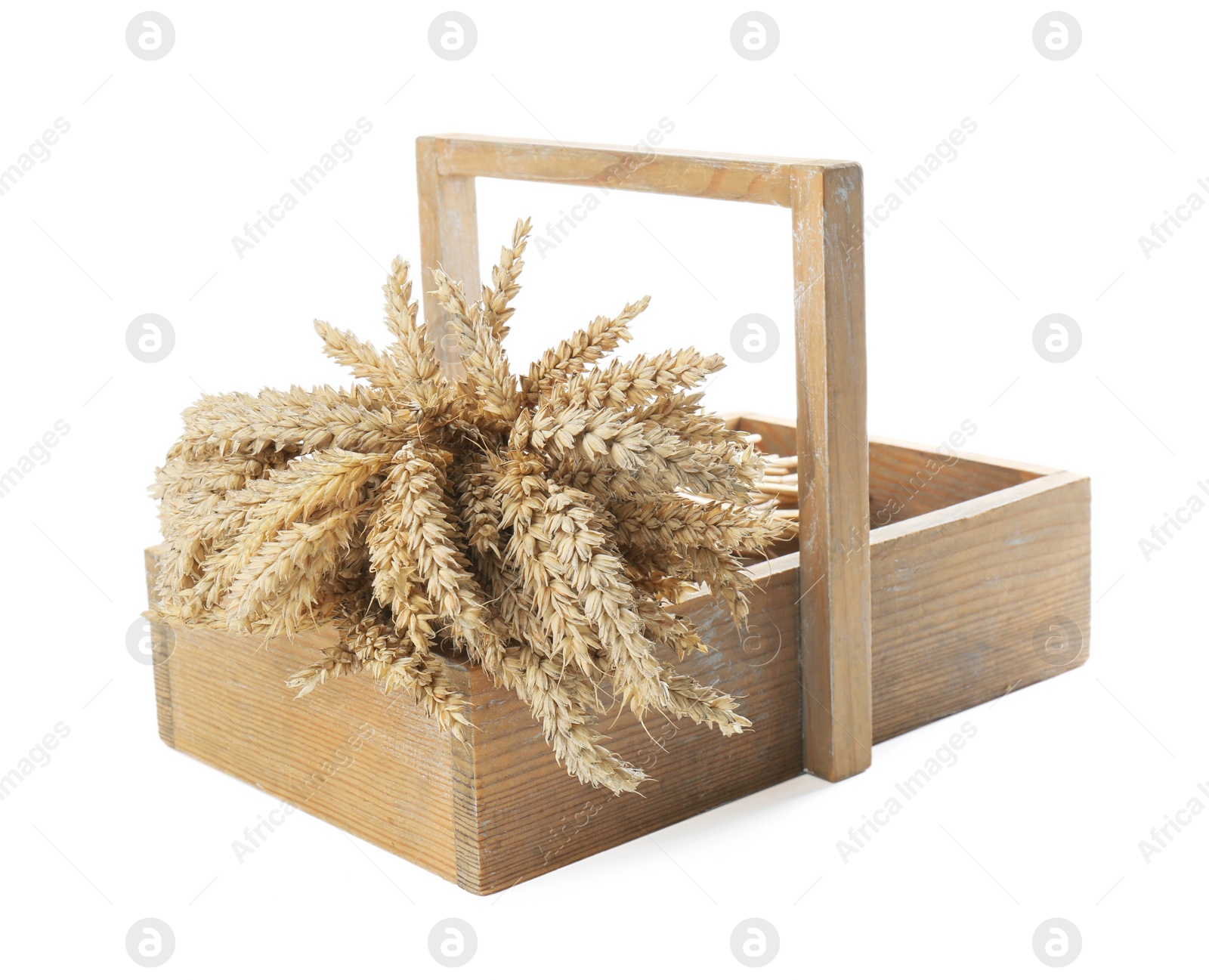 Photo of Bunch of wheat in wooden crate isolated on white