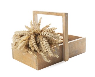 Photo of Bunch of wheat in wooden crate isolated on white