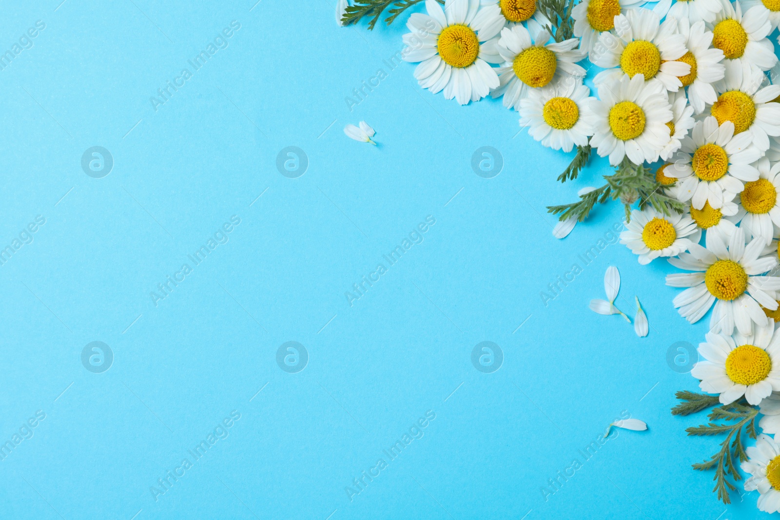 Photo of Flat lay composition with fresh chamomiles on light blue background. Space for text