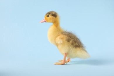 Photo of Baby animal. Cute fluffy duckling on light blue background