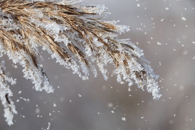 Photo of Dry plant covered with hoarfrost outdoors on winter morning, closeup