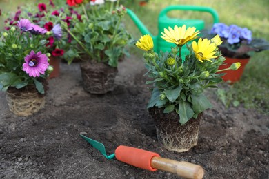 Photo of Beautiful blooming flowers and gardening tool on soil outdoors, closeup