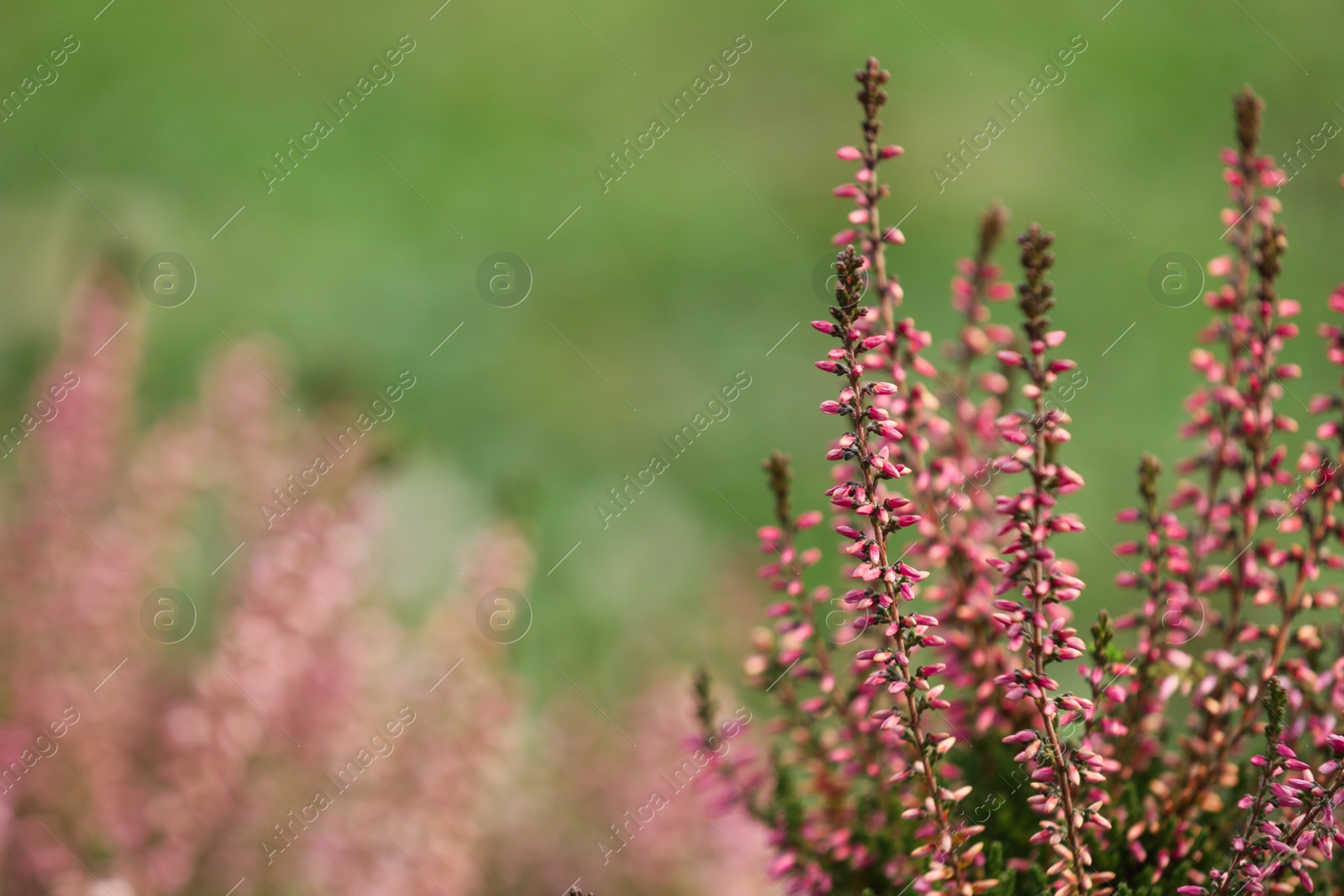 Photo of Heather shrub with beautiful flowers outdoors. Space for text