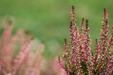 Photo of Heather shrub with beautiful flowers outdoors. Space for text