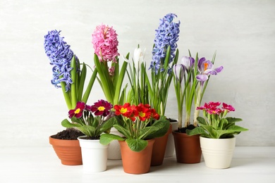 Different beautiful potted flowers on white wooden table