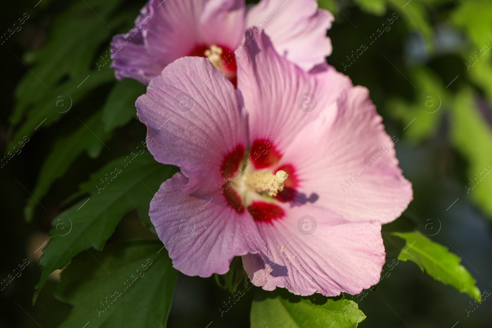 Photo of Beautiful pink hibiscus flowers growing outdoors, closeup