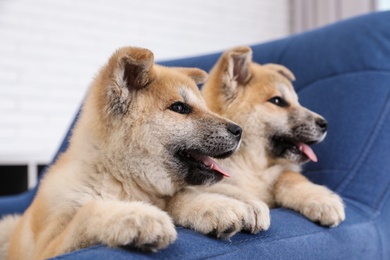 Photo of Adorable Akita Inu puppies in armchair at home, closeup